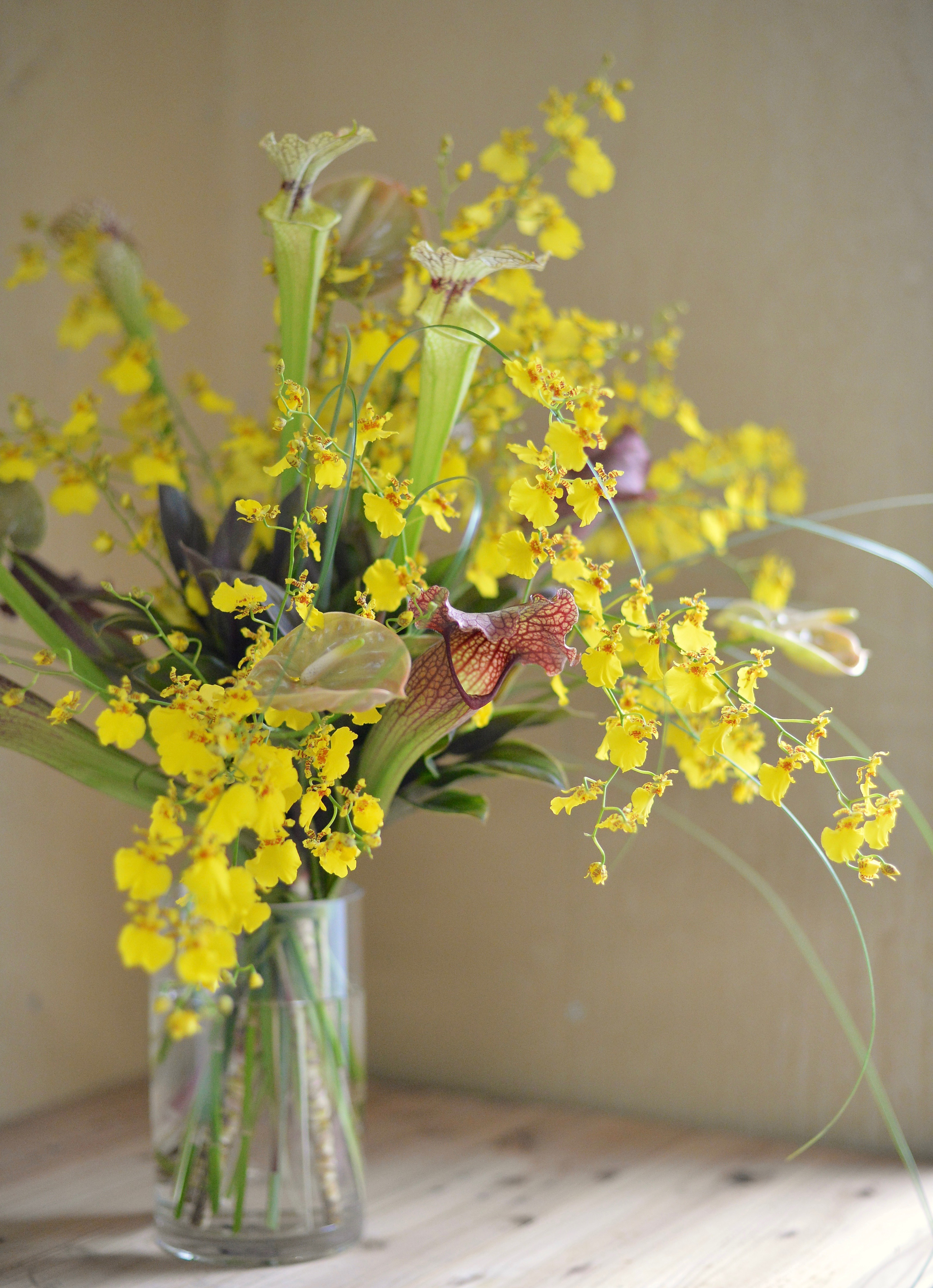 うきうき花レシピ 食虫植物サラセニアとオンシジュームのサマーアレンジ はなどんやマガジン