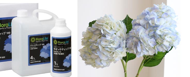 はなどんやアソシエ - 日本最大級の花材問屋通販サイト